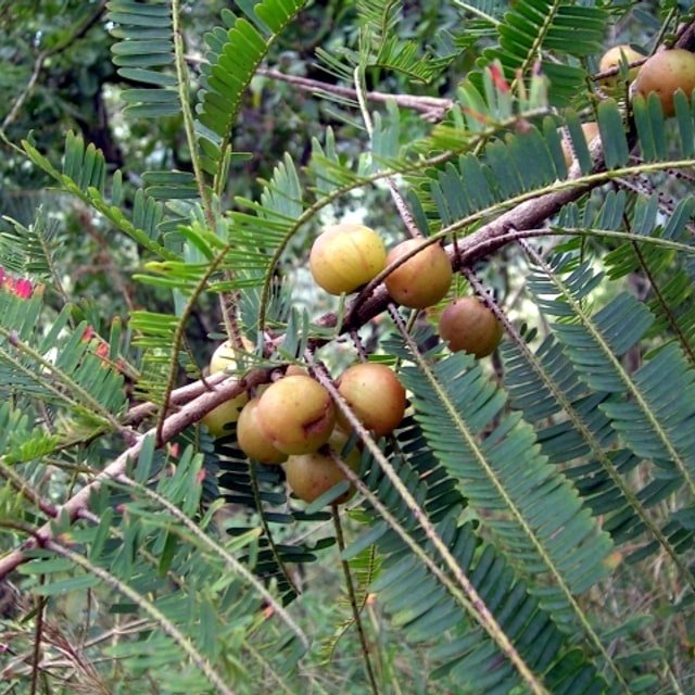Amla Seed