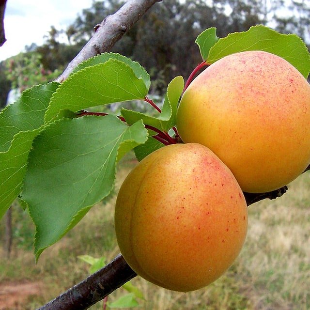 Apricot Seed for planting