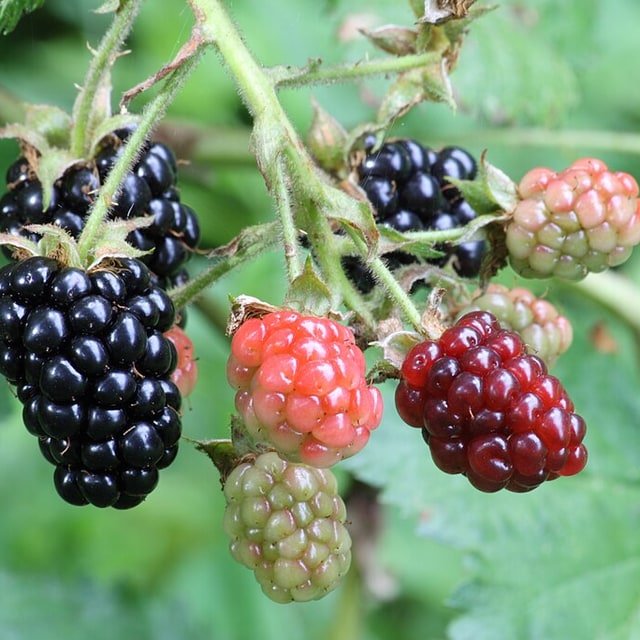 Blackberry Seed