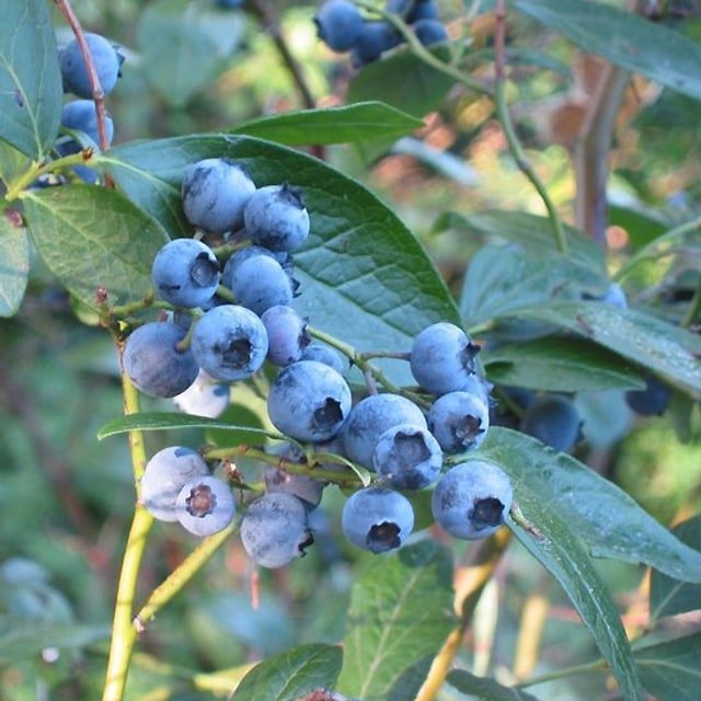 Blueberry Seed