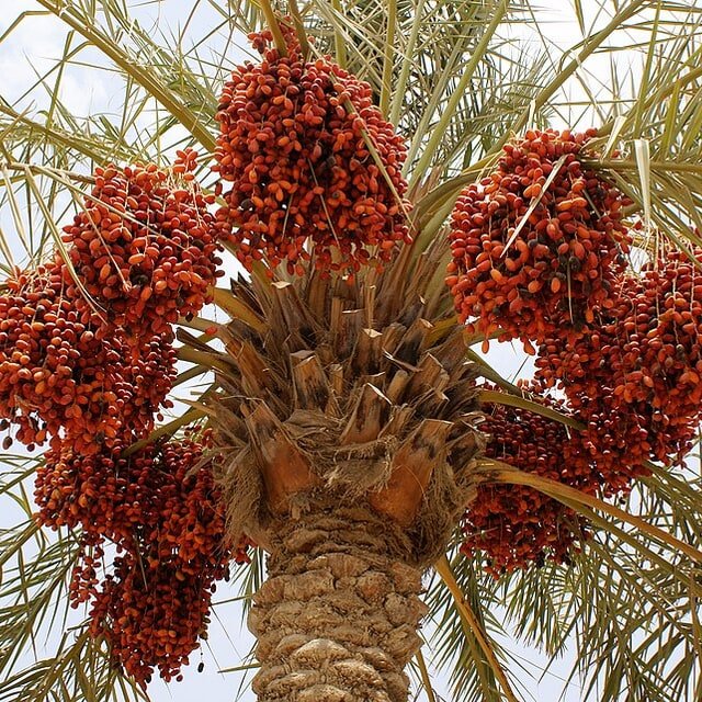 Date Palm Seed