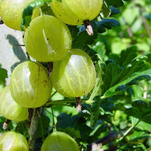 Gooseberry Seed