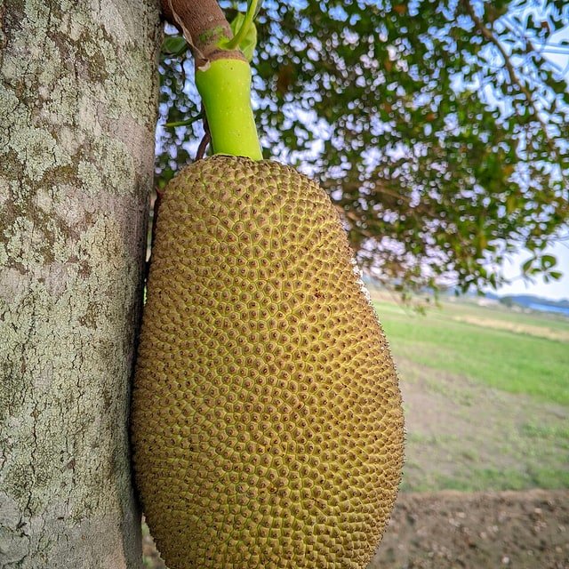 Jackfruit Seed