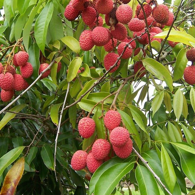 Litchi Seed