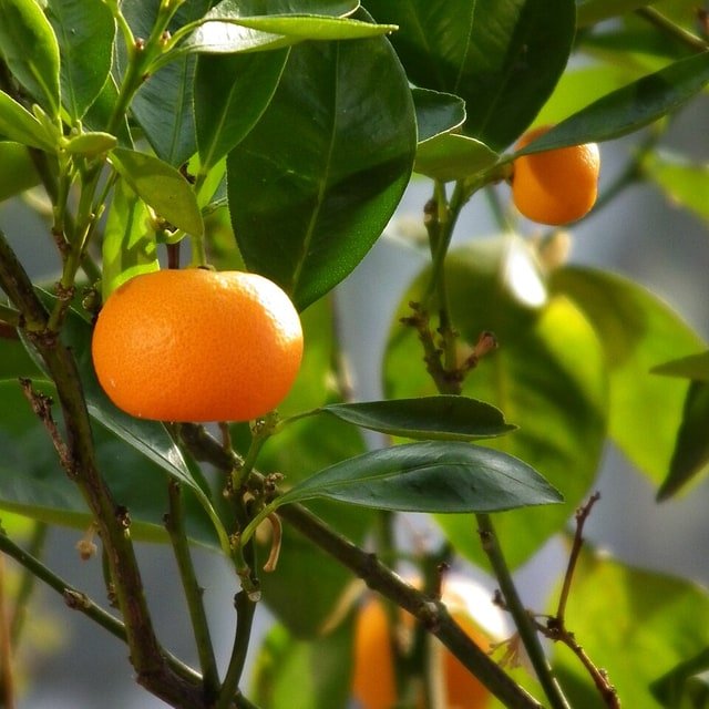 Mandarin Seed