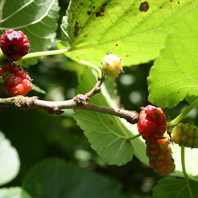Mulberry Seed