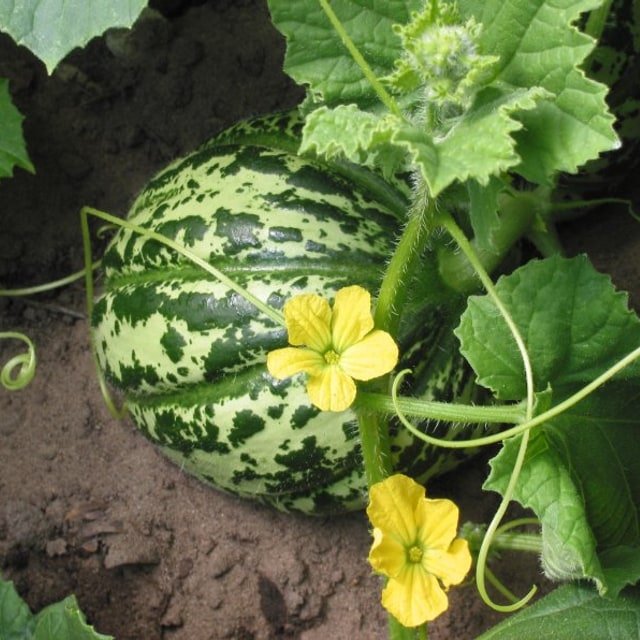 Muskmelon Seed for planting