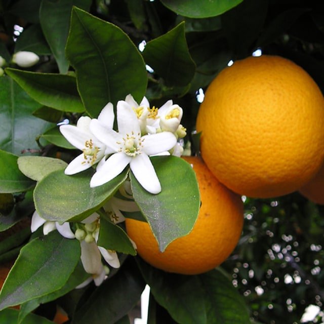 Orange Seed