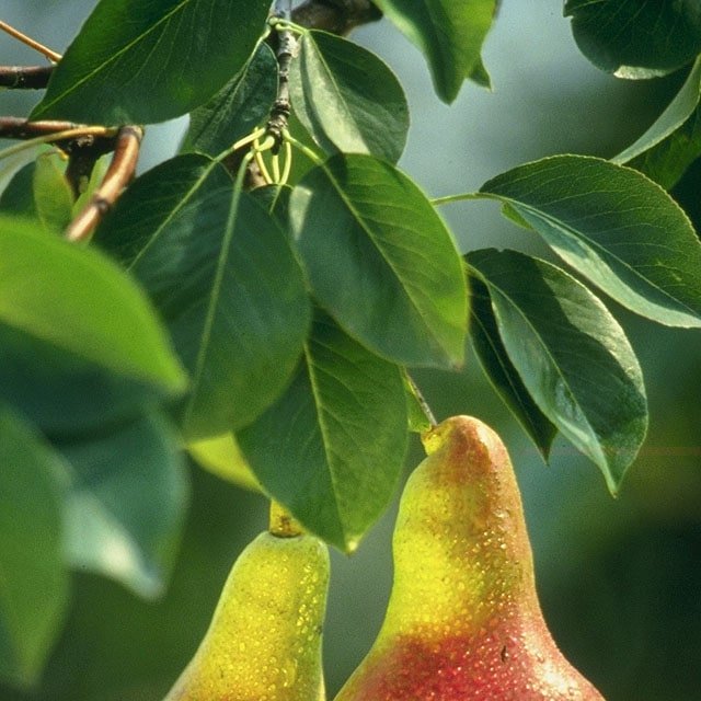 Pear Seed for planting