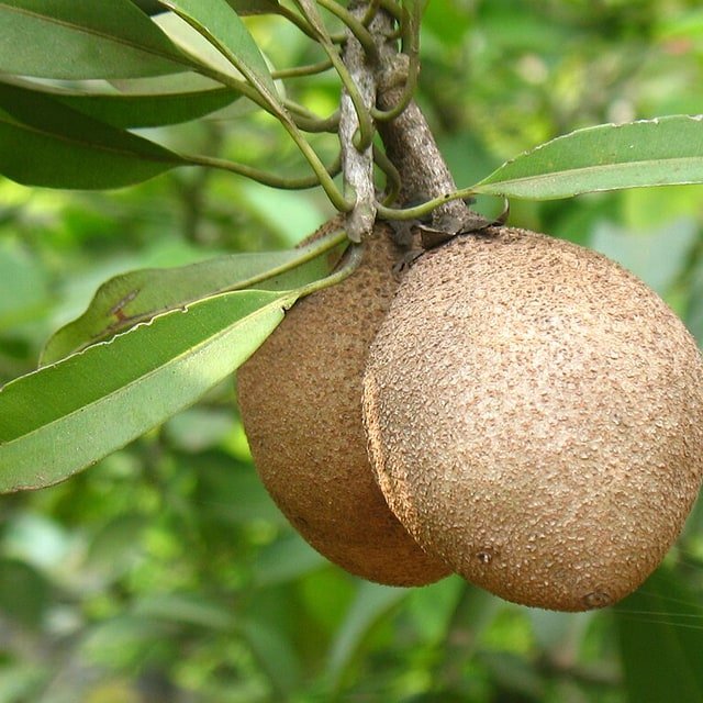 Sapota/Chikoo Seed