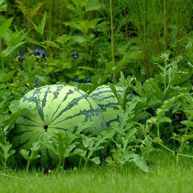Watermelon Seed for planting