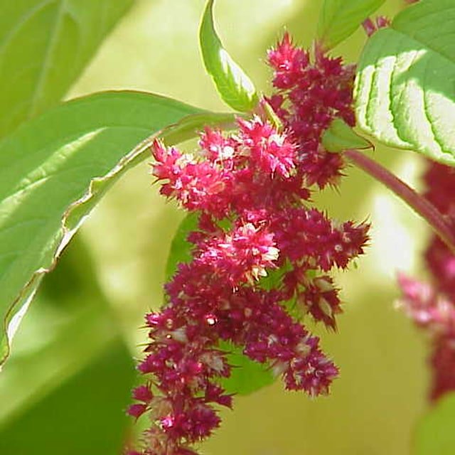 Amaranth Seed