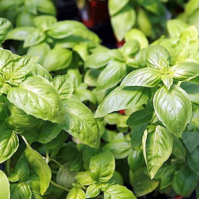 Basil Seed