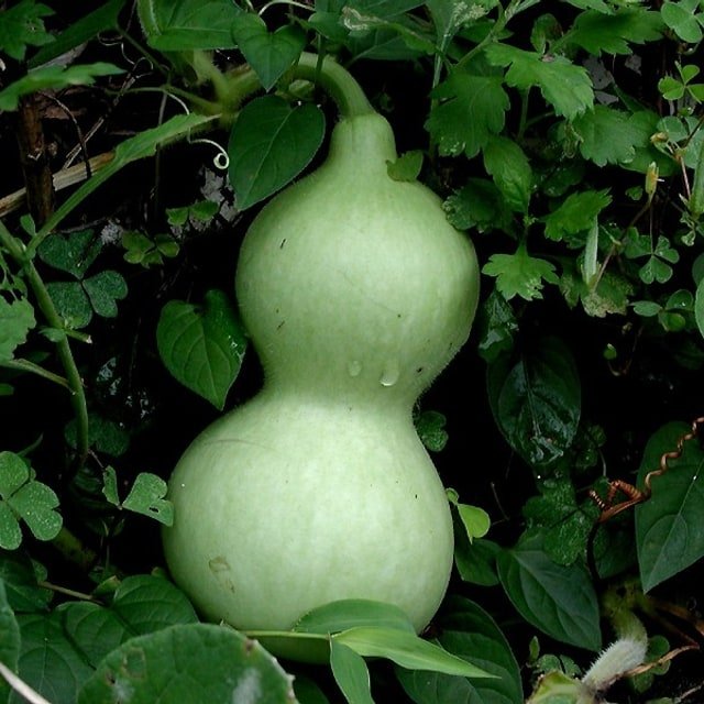 Bottle Gourd Seed