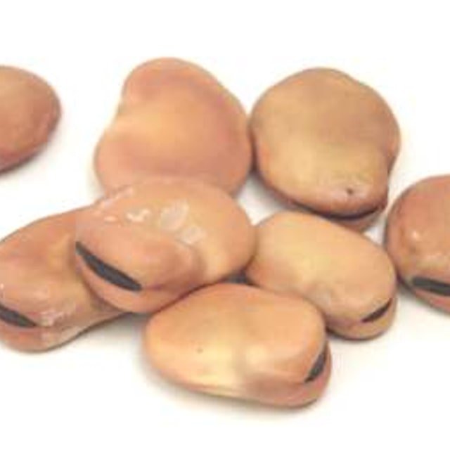 Broad Bean Seed