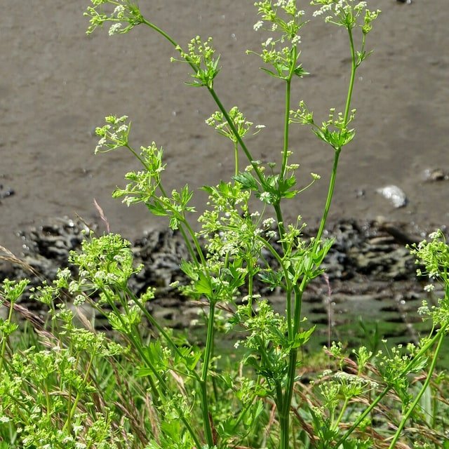 Celery Seed