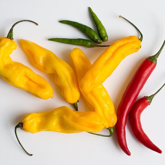 Chilli Seed