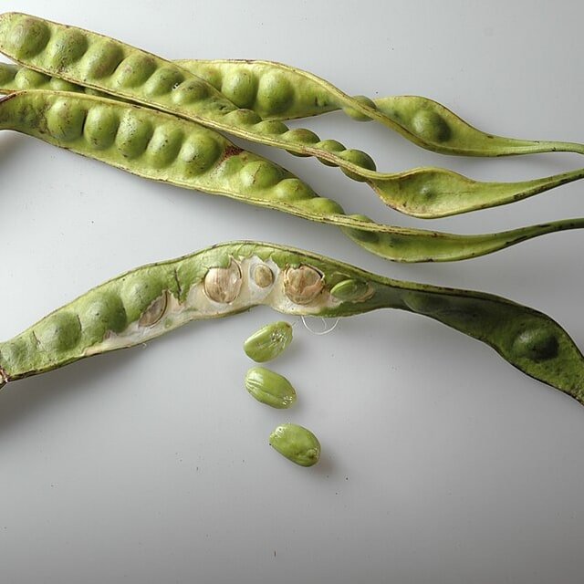 Cluster Bean Seed