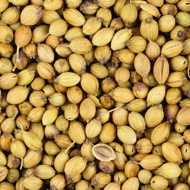 Coriander Seed for sowing