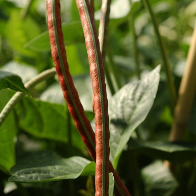 Cowpea Seed