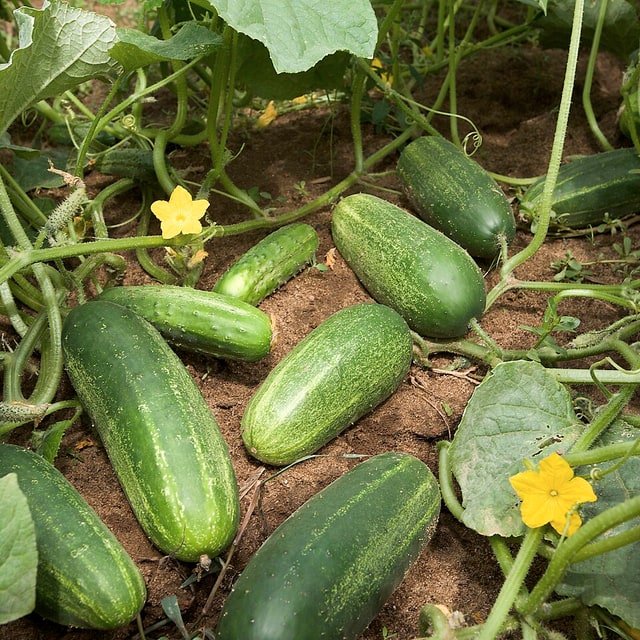 Cucumber Seed