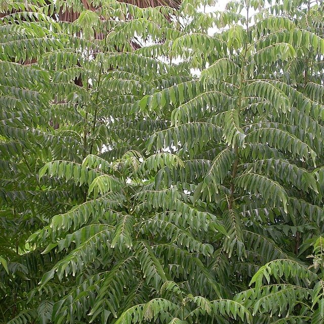 Curry Leaf Seed