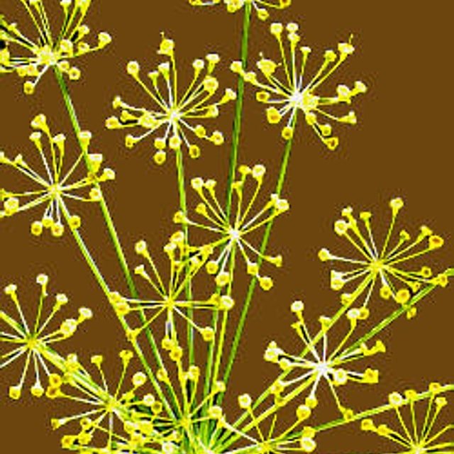 Dill Seed