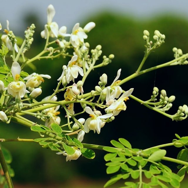 Drumstick/Moringa Seed