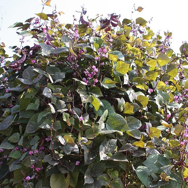 Hyacinth Bean Seed