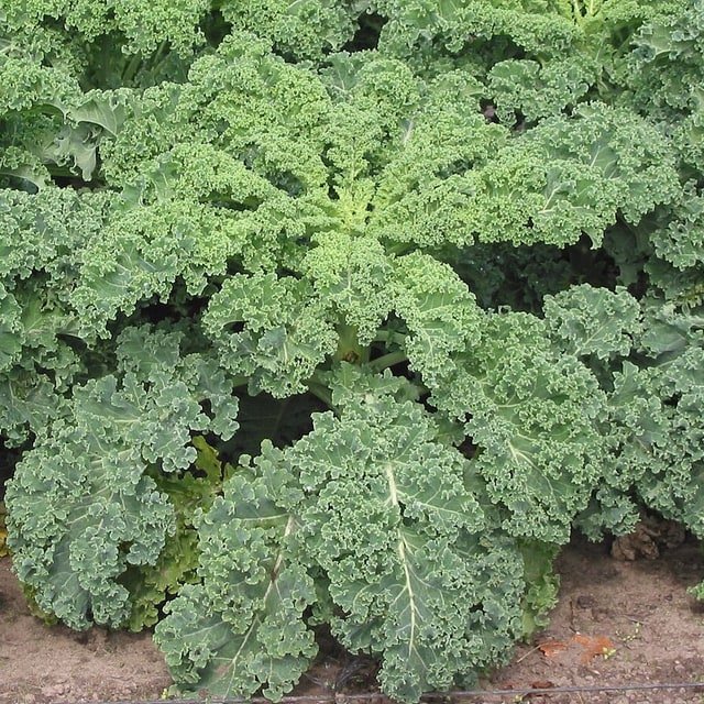 Kale Seed