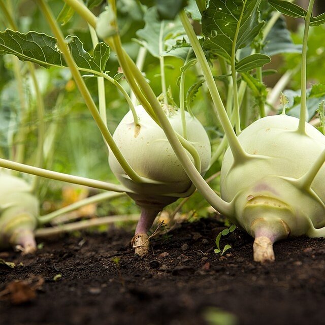 Knol Khol Seed