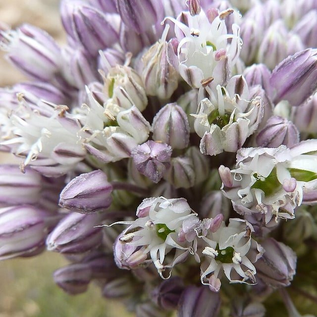 Leek Seed