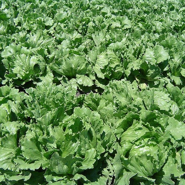 Lettuce Seed