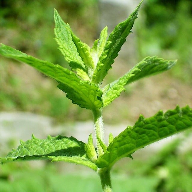 Mint Seed
