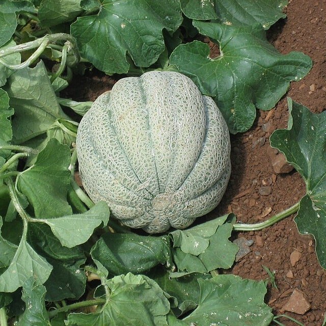 Muskmelon Seed
