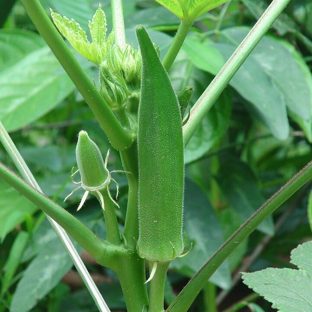 Okra/Lady Finger Seed