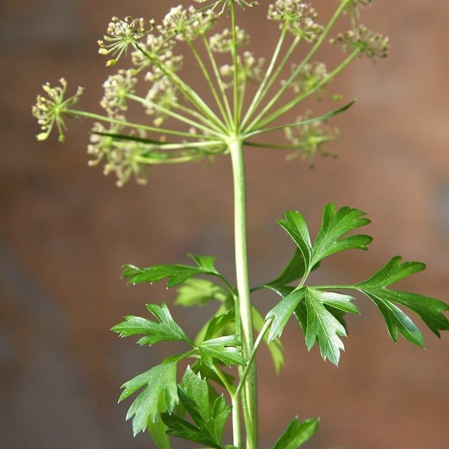Parsley Seed