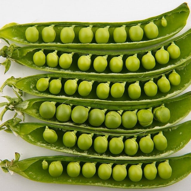 Pea Seed