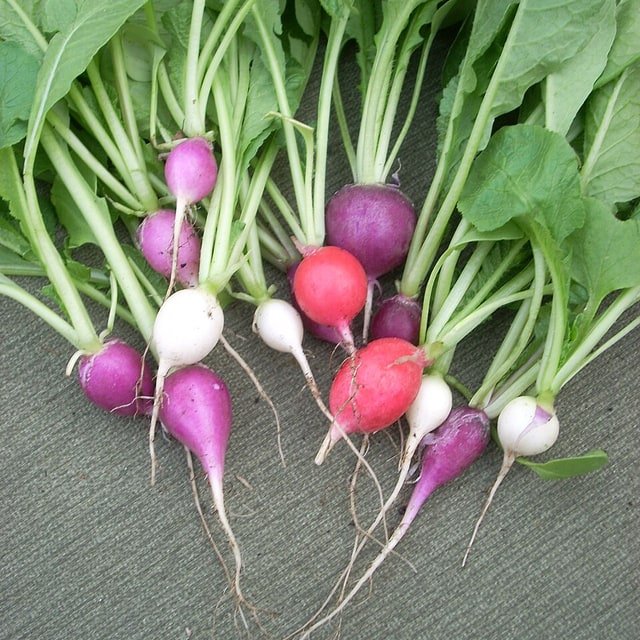 Radish Seed