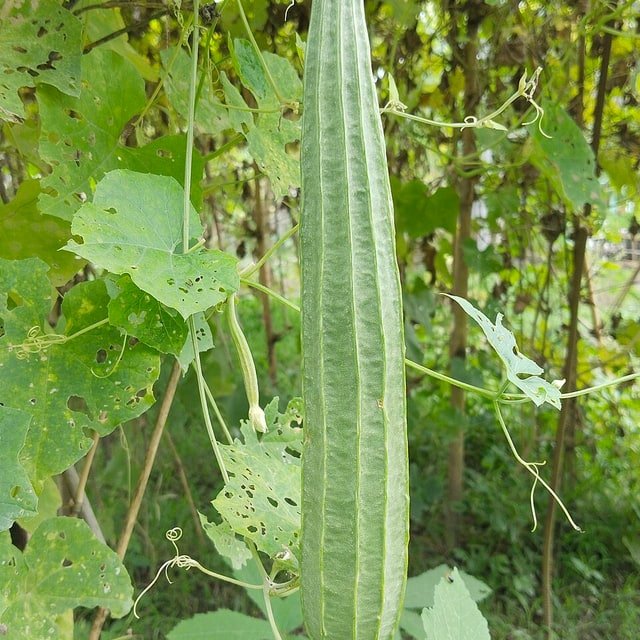 Ridge Gourd Seed
