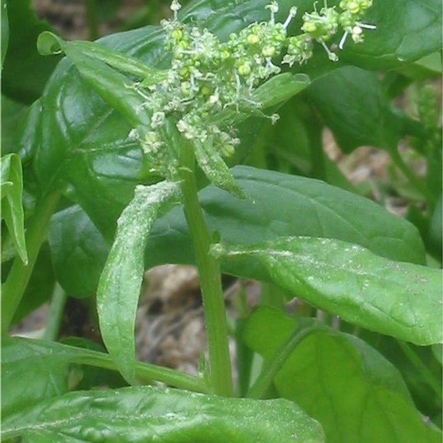 Spinach Seed