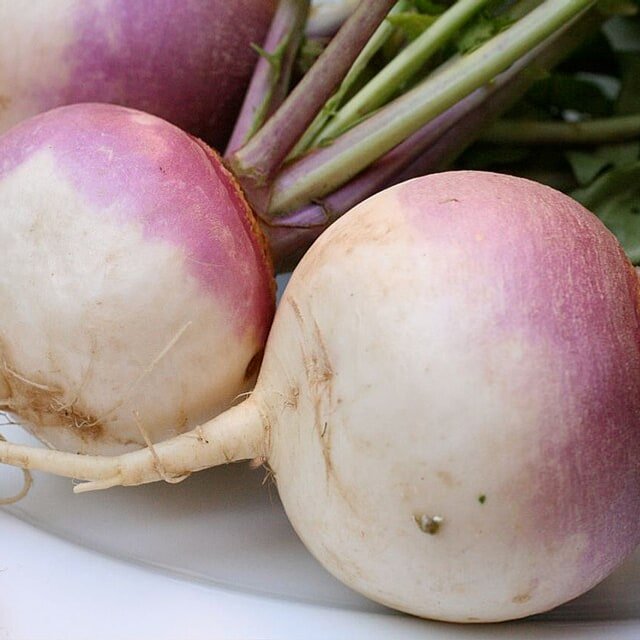 Turnip Seed