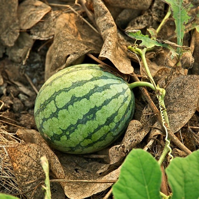 Watermelon Seed